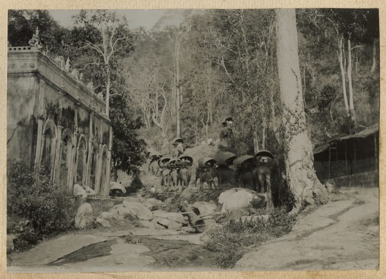 Elephant ride through the forest